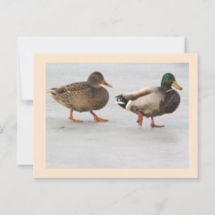 Postal de foto de Mallard Ducks