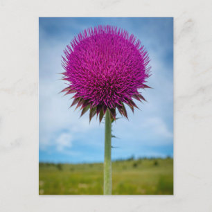 Postal de foto de Musk Thistle