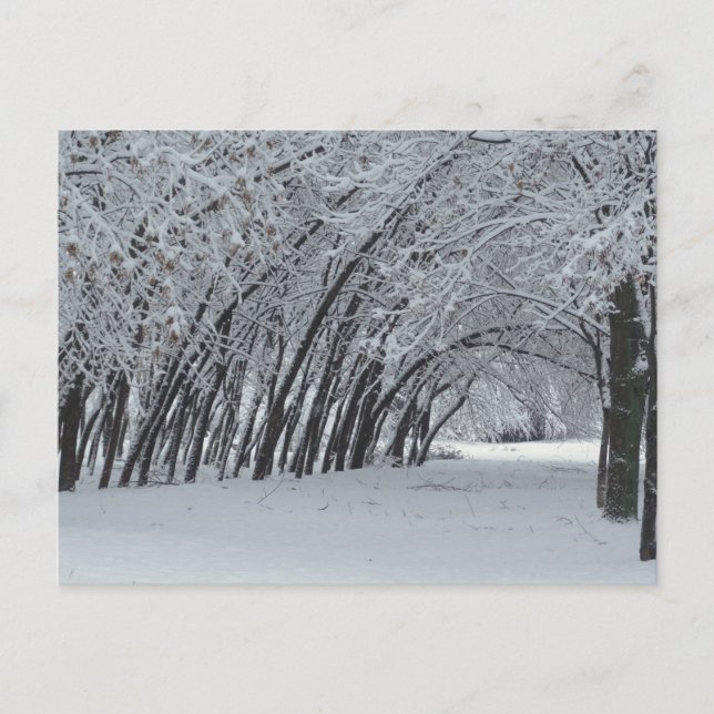 Postal de foto de paisaje invernal (Anverso)