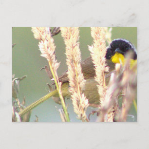 Postal de foto de pájaro amarillo negro