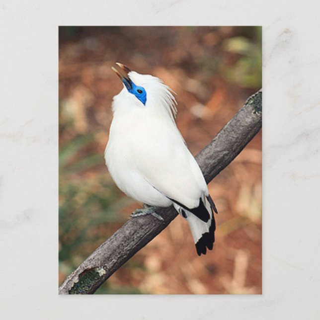 Postal de foto de pájaro de Bali Mynah (Anverso)