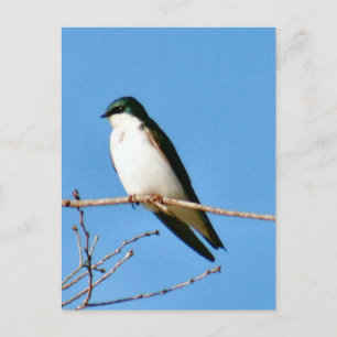 Postal de foto de pájaro de barrido de árbol