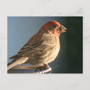 Postal de foto de pájaro de finca púrpura
