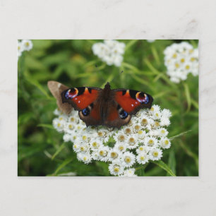 Postal de foto de vida silvestre