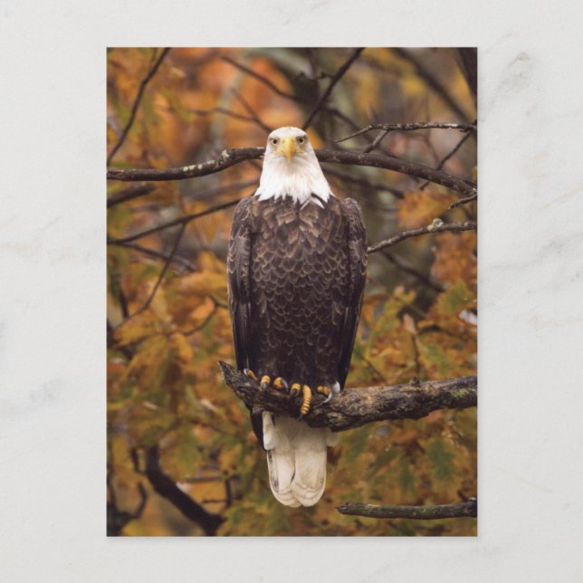 Postal de foto del águila del otoño (Anverso)
