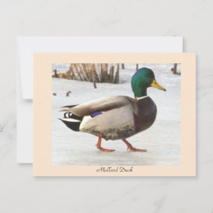 Postal de foto del pato mallard