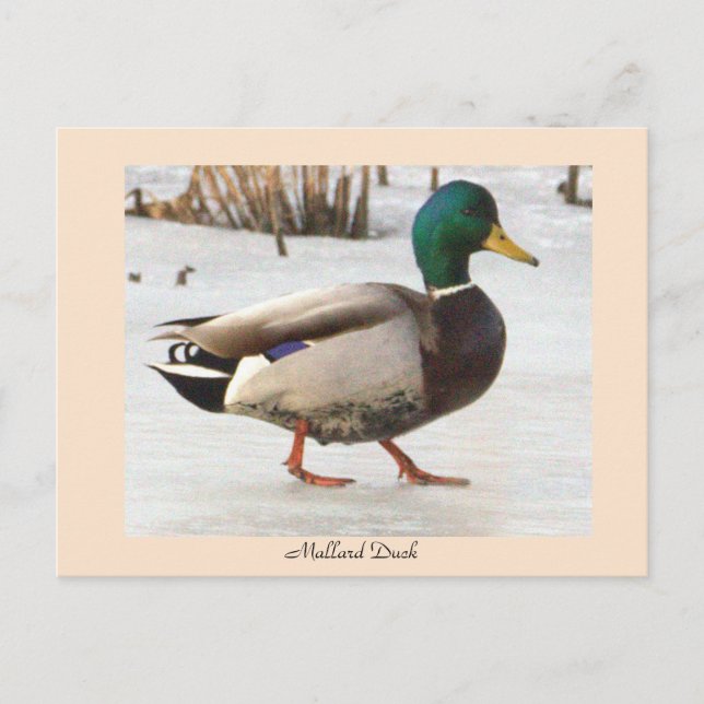 Postal de foto del pato mallard (Anverso)