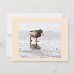 Postal de foto del pato mallard