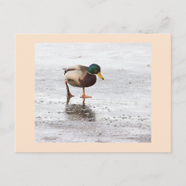 Postal de foto del pato mallard (Anverso)