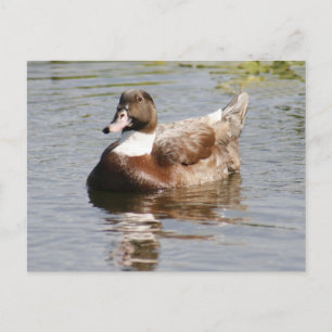 Postal de foto del pato mallard