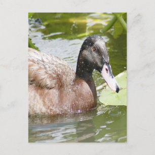 Postal de foto del pato mallard