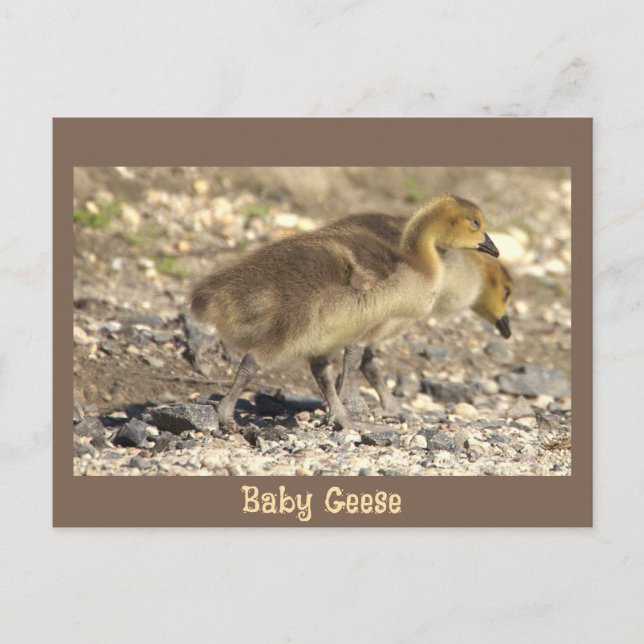 Postal de foto para bebé geés (Anverso)