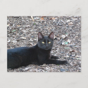 Postal de foto para gato negro