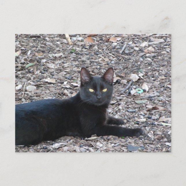 Postal de foto para gato negro (Anverso)