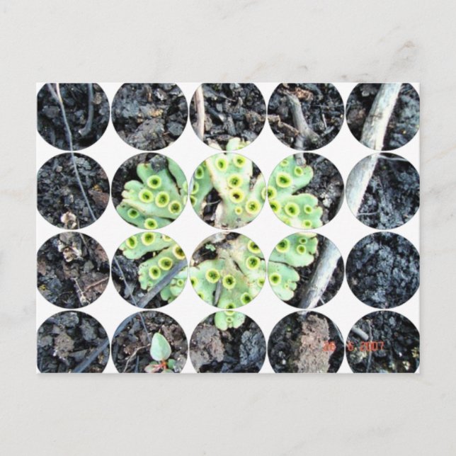 Postal de fotografía circular (Anverso)