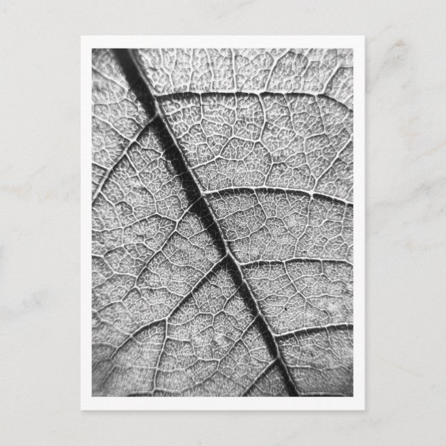 postal de fotografía de Bella Artes de la naturale (Anverso)