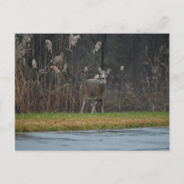 Postal de fotografía de ciervo