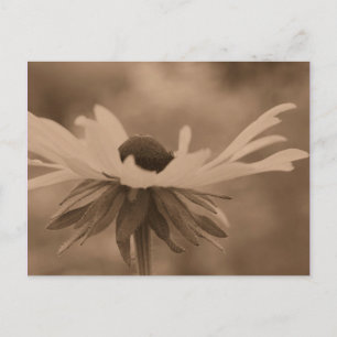 Postal de fotografía de flor Sepia Black Eyed Susa