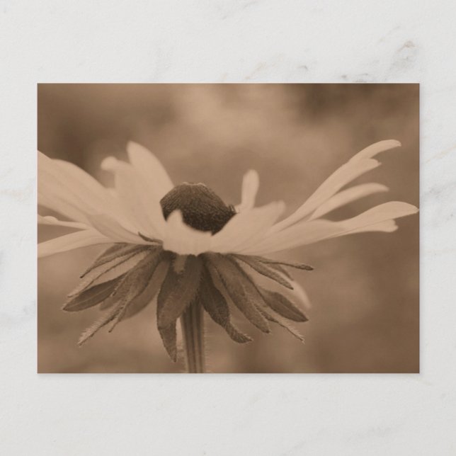 Postal de fotografía de flor Sepia Black Eyed Susa (Anverso)