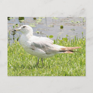 Postal de fotografía de gaviota facturada en anill