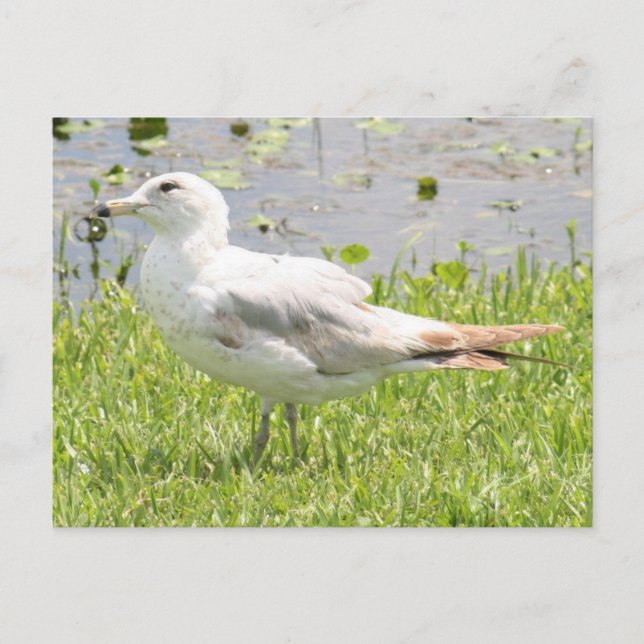 Postal de fotografía de gaviota facturada en anill (Anverso)