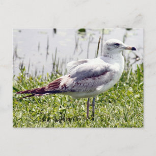 Postal de fotografía de gaviota facturada en anill