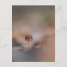Postal de fotografía de la naturaleza de hongos pe