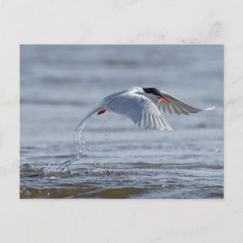 Postal de fotografía de naturaleza normal común