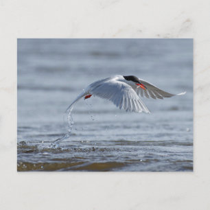 Postal de fotografía de naturaleza normal común