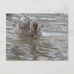Postal de fotografía de pato
