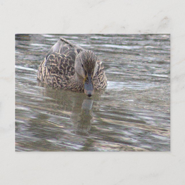 Postal de fotografía de pato (Anverso)