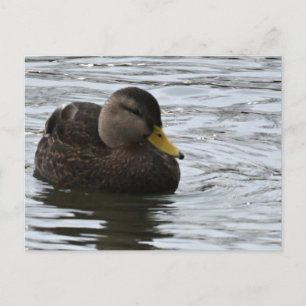 Postal de fotografía de pato