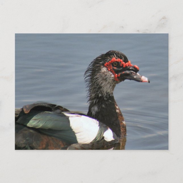 Postal de fotografía de pato Muscovy masculino (Anverso)