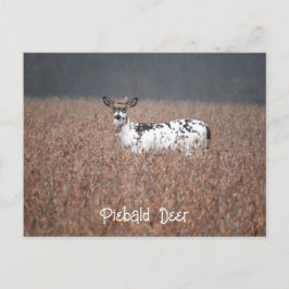 Postal de fotografía de Piebald Deer