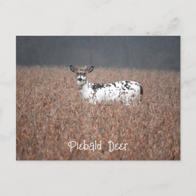 Postal de fotografía de Piebald Deer (Anverso)