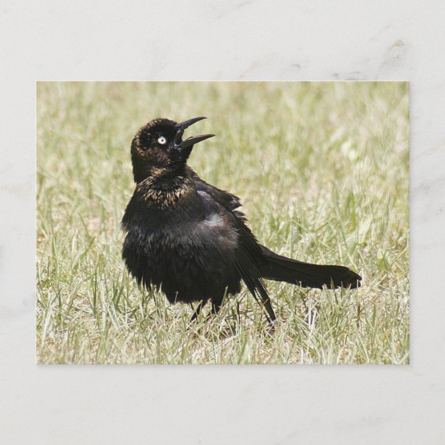 Postal de fotografía Grackle (Anverso)