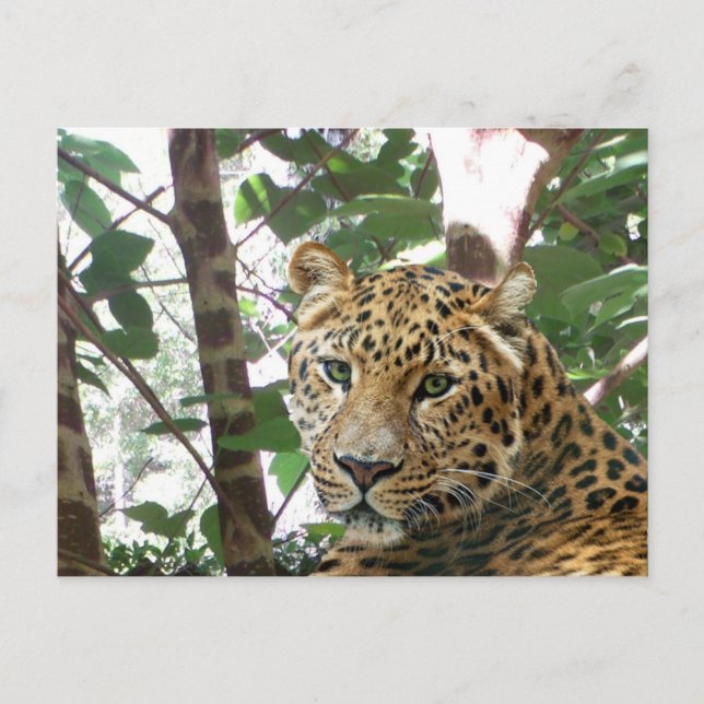 Postal de fotografía Leopard (Anverso)