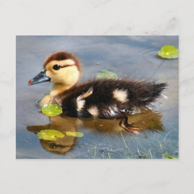 Postal de fotografía Muscovy Duckling (Anverso)