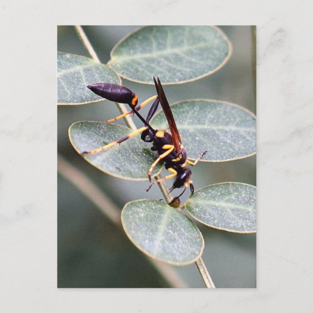 Postal de fotos de avispón (Anverso)