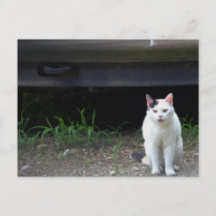 Postal de fotos de gato