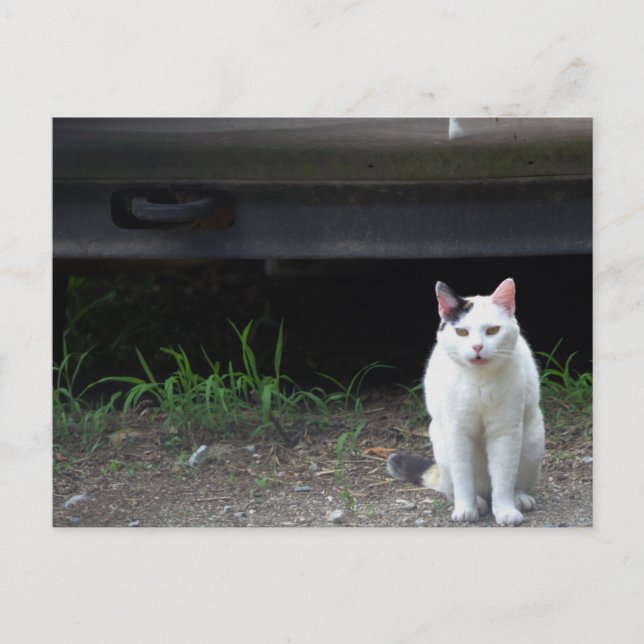 Postal de fotos de gato (Anverso)
