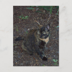 Postal de fotos de gato