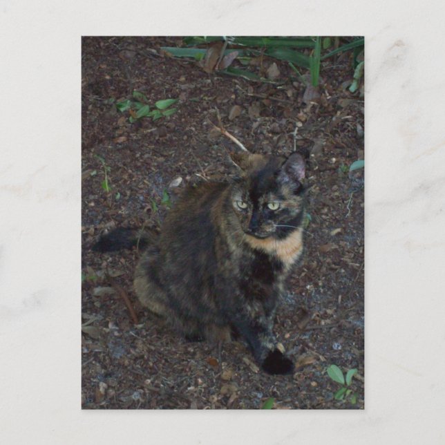 Postal de fotos de gato (Anverso)