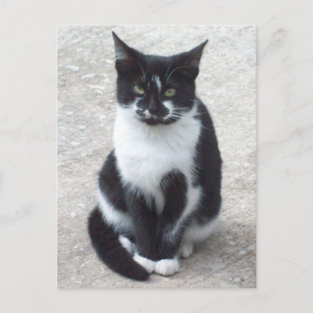 Postal de fotos de gato en blanco y negro (Anverso)