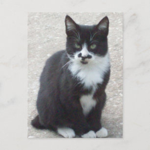 Postal de fotos de gato en blanco y negro
