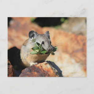 Postal de fotos de orejas de ratón que comen verdu