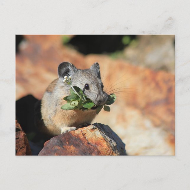 Postal de fotos de orejas de ratón que comen verdu (Anverso)