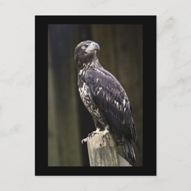 Postal de fotos del águila dorada (Anverso)