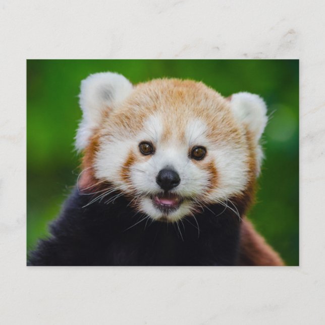 Postal de fotos del Panda Rojo sonriente (Anverso)
