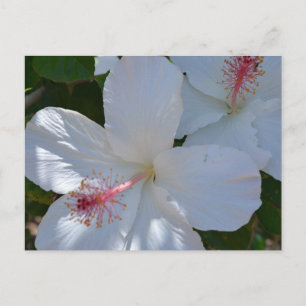 Postal de fragancia floral